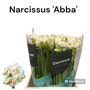 Narcissus Abba 566