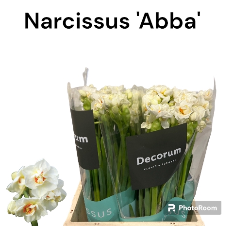 <h4>Narcissus Abba 566</h4>