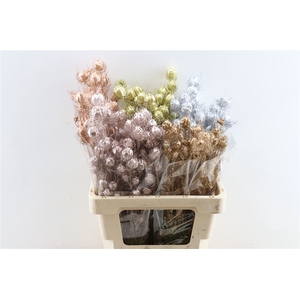 Dried Nigella Christmas Mix Bunch Slv