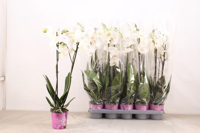 <h4>PHAL OV WIT</h4>