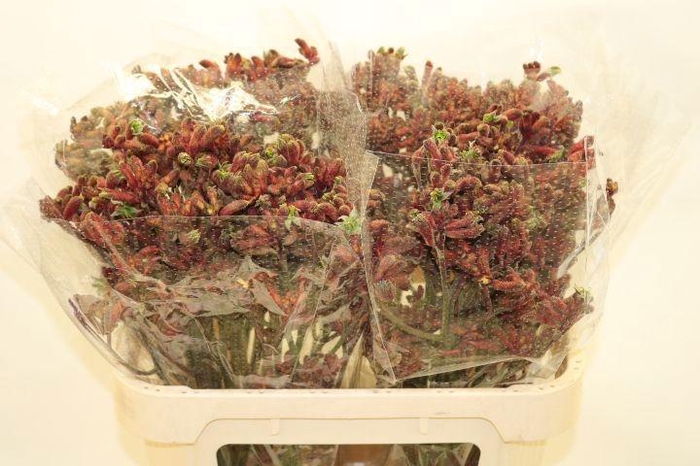 <h4>ANIGOZ EARLY SPRING</h4>