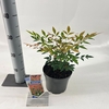 Nandina domestica