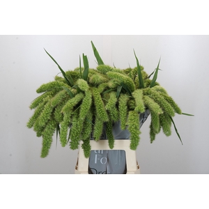Setaria Italica Volle Melk