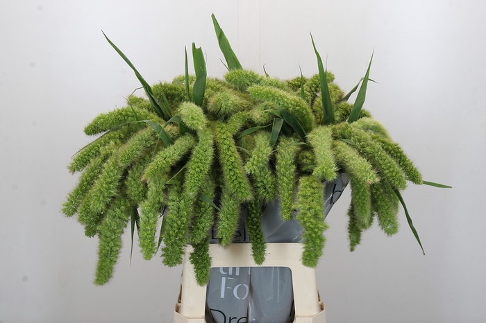 <h4>Setaria Italica Volle Melk</h4>