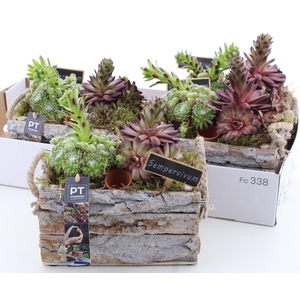 ARR SEMPERVIVUM