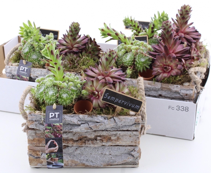 <h4>ARR SEMPERVIVUM</h4>