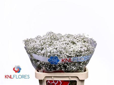 <h4>Gyps Pa Xlence Ec.</h4>