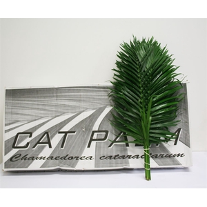 Cat Palm 80