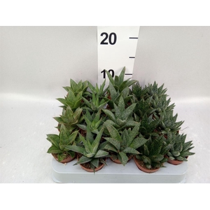 Aloe   ...mix