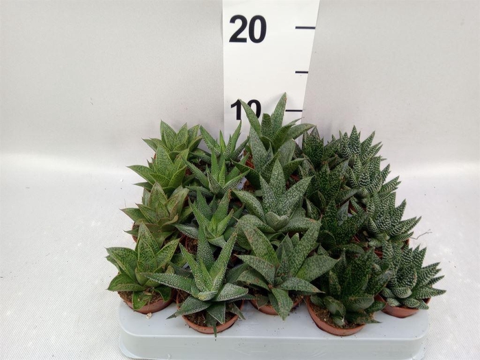 <h4>Aloe   ...mix</h4>