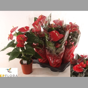 ANTHU A ALOHA RED