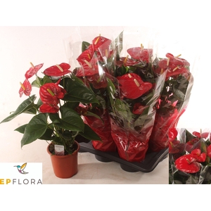 ANTHU A ALOHA RED