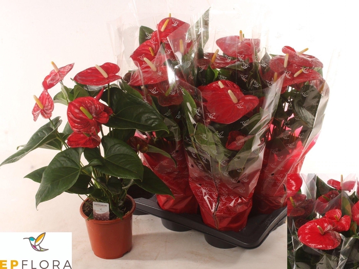 <h4>ANTHU A ALOHA RED</h4>