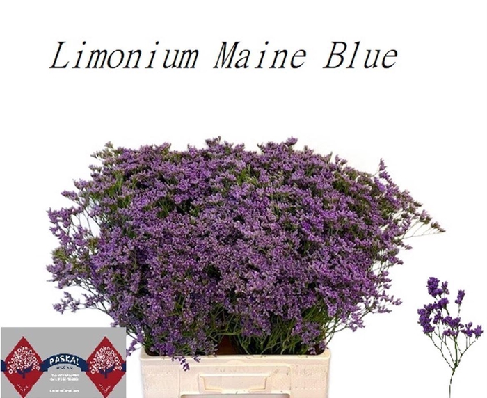 <h4>LIMONIUM MAINE BLUE 35GR</h4>