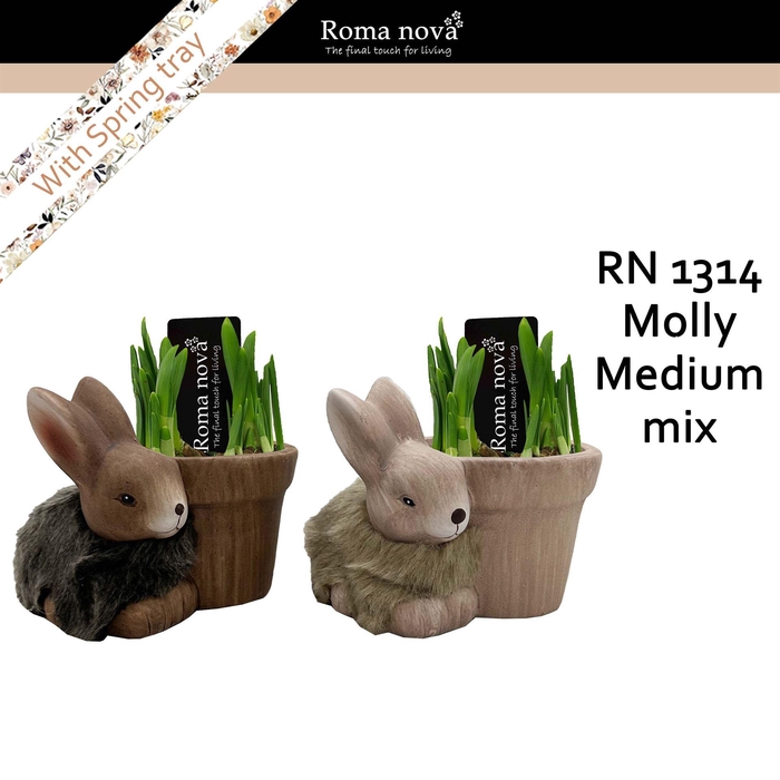 <h4>Arr. Narcissus</h4>