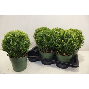 Ilex Crenata Jenny