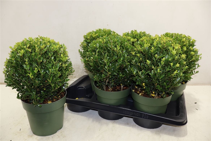 <h4>Ilex Crenata Jenny</h4>