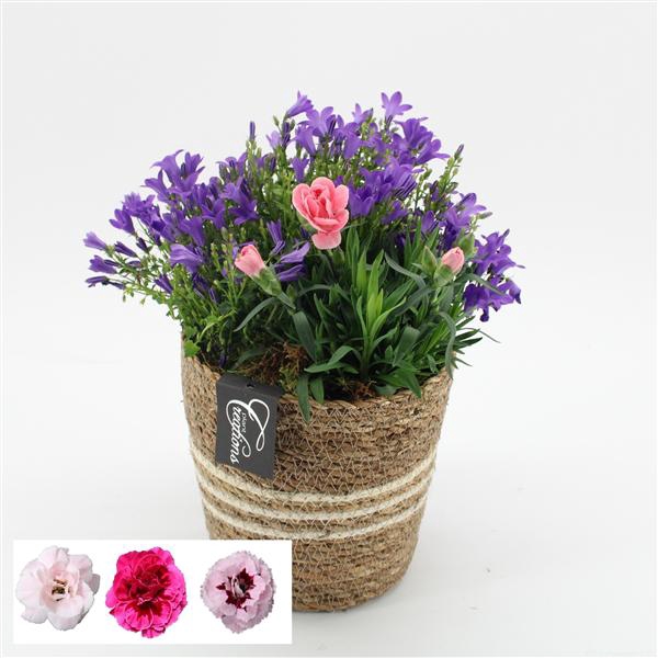 <h4>CACR-2503 Campanula creatie</h4>