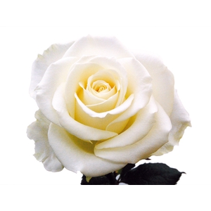 ROSA AVALANCHE 050 CM ESTUFA