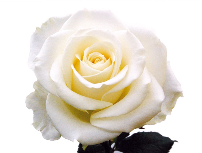 <h4>ROSA AVALANCHE 060 CM ESTUFA</h4>