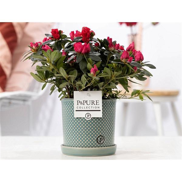 <h4>1st class Azalea red in P&PURE Lauren ceramics</h4>