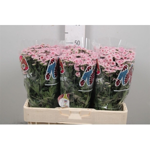 Chr S Mad Tyolo Bico