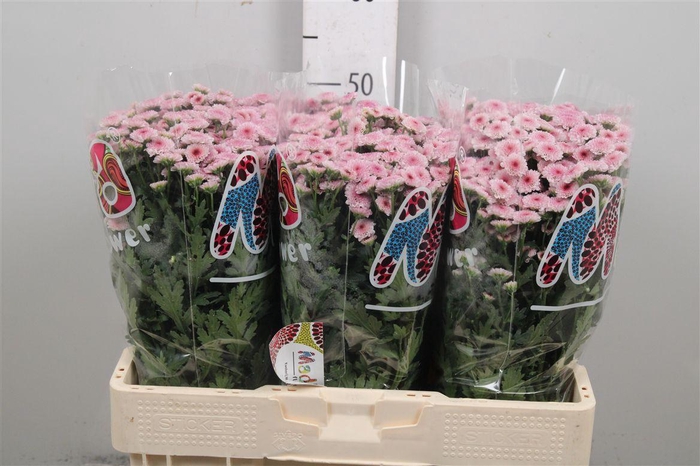 <h4>Chr S Mad Tyolo Bico</h4>