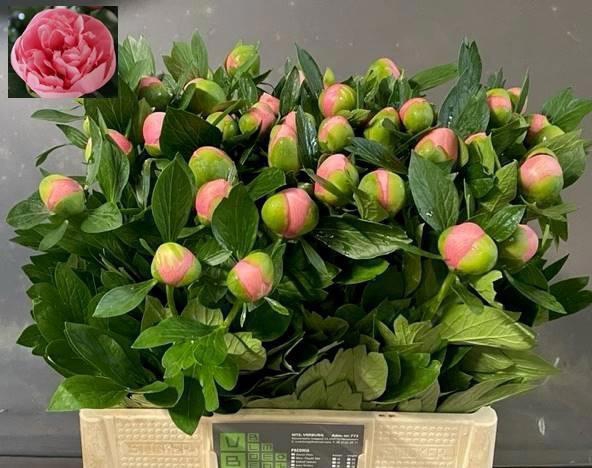 <h4>PAEO ETCHED SALMON</h4>