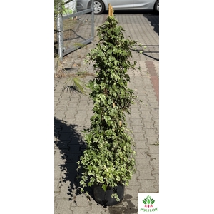 Hedera helix varigated 32Ø 160cm