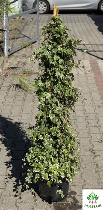 Hedera helix varigated 32Ø 160cm