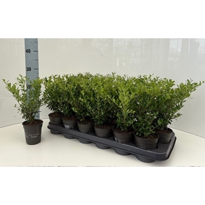 ILEX CRENATA