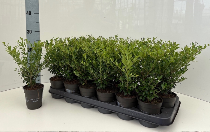 <h4>ILEX CRENATA</h4>