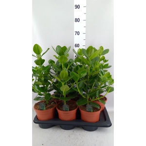 Clusia rosea 'Princess'