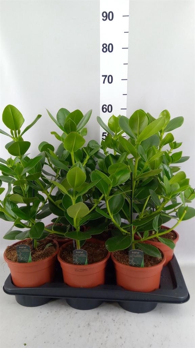 <h4>Clusia rosea 'Princess'</h4>