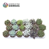 Sierra's® - Barcelona Succulent Mix (Collection)