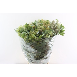 Euca Populus Berry 300gr P Bunch