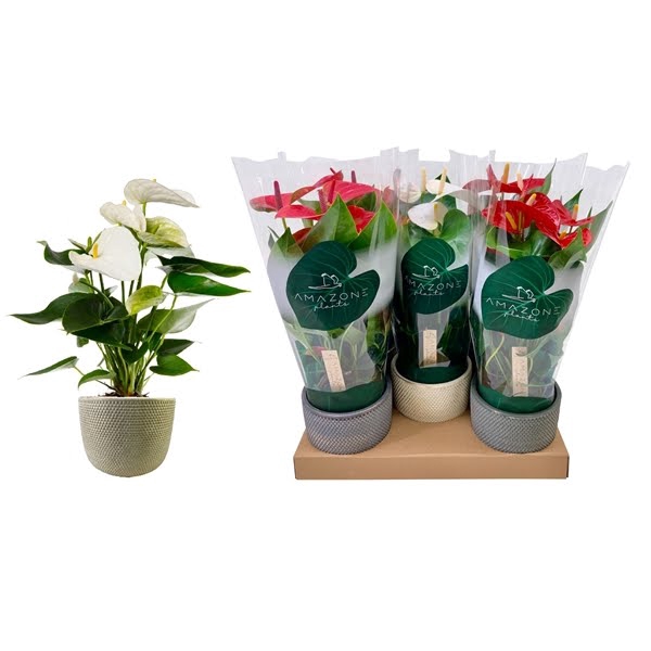 <h4>Anthurium Mix 12cm Luxe Keramiek</h4>