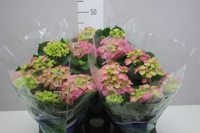 <h4>Hydrangea Early Rosa 8-9</h4>