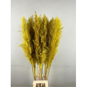 DF Pampas 130cm Ocher Yellow