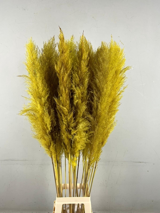<h4>DF Pampas 130cm Ocher Yellow</h4>