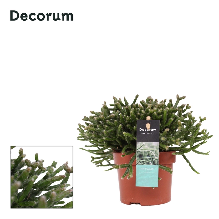<h4>Rhipsalis Burchellii 10,5 cm D</h4>