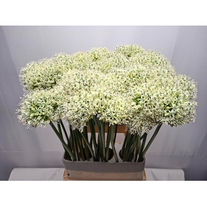 ALLIUM MOUNT EVEREST