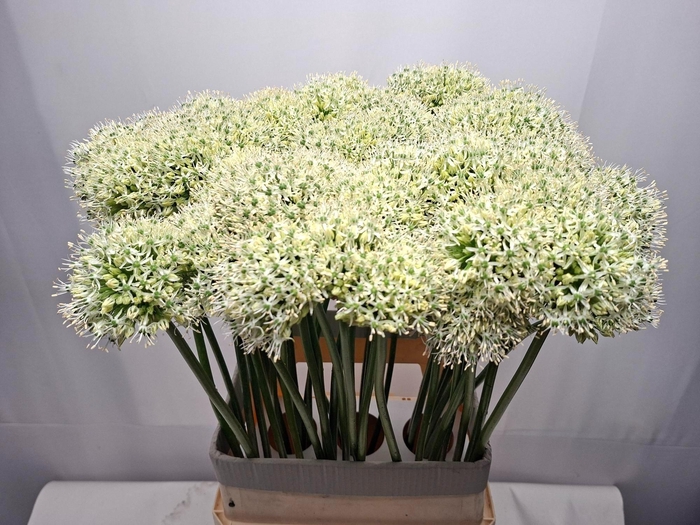 <h4>ALLIUM MOUNT EVEREST</h4>