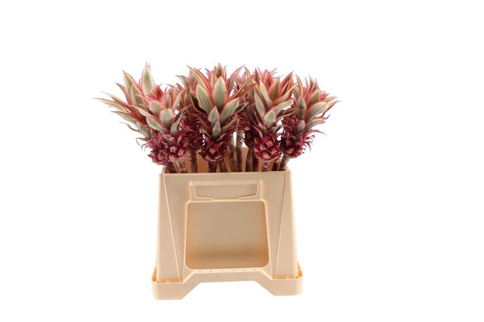 <h4>Ananas Mini</h4>