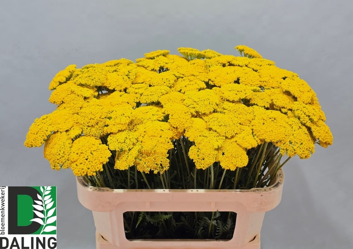 <h4>ACHIL F PARK VARIETY</h4>