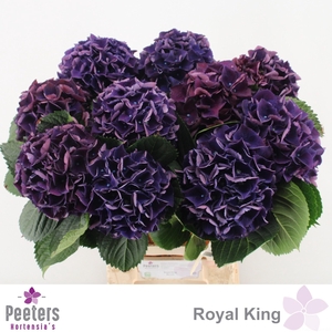 HYDR M ROYAL KING