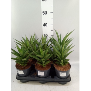 Sansevieria ...