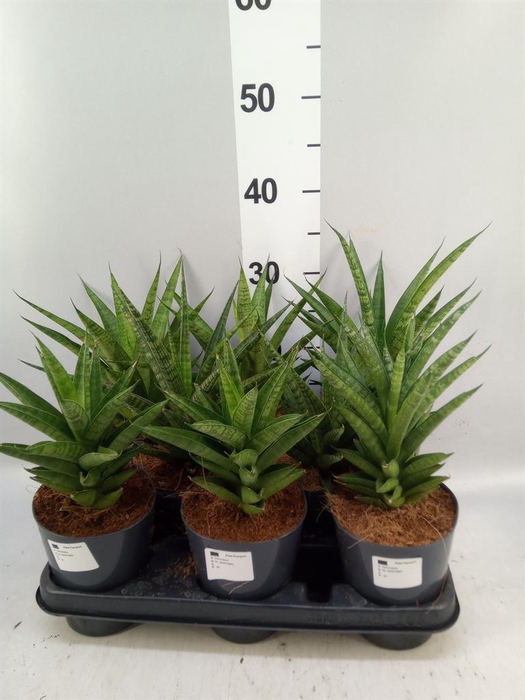 <h4>Sansevieria   ...</h4>