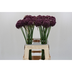 Allium Purple Mystery