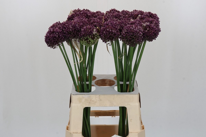 <h4>Allium Purple Mystery</h4>